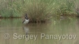 Video of Northern Lapwing - Northern Lapwing in the grass and lake